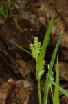 Eastern woodland sedge